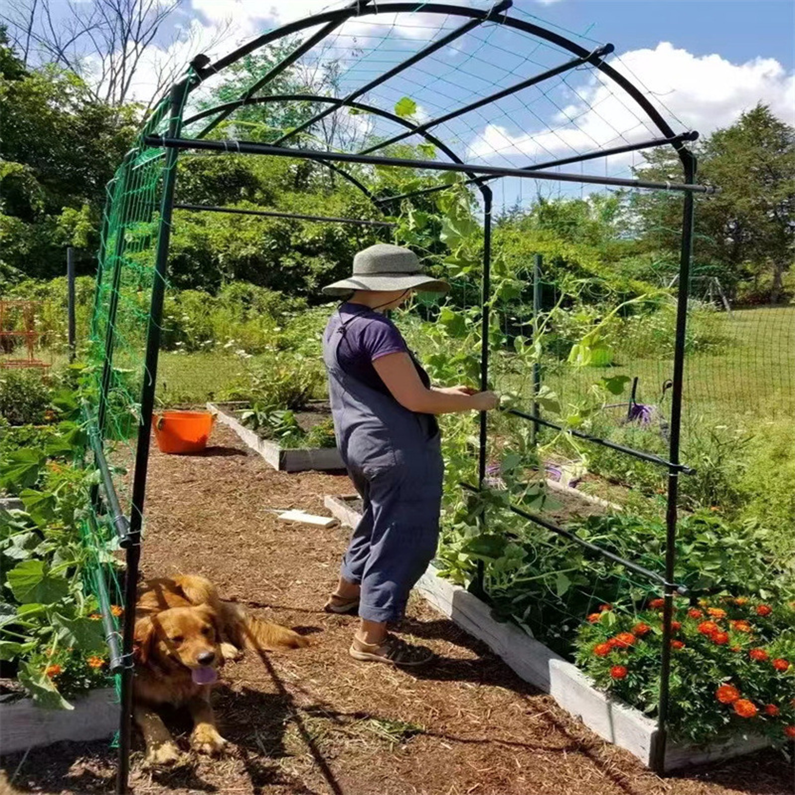 Garden Netting Plant Vine Grow - огляд і ціна Vine Climbing Plastic